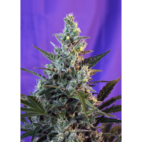 Sweet Skunk Auto | Feminised, Auto, Indoor & Outdoor