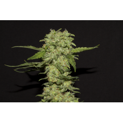 PORTƎLA | Feminised, Indoor & Outdoor