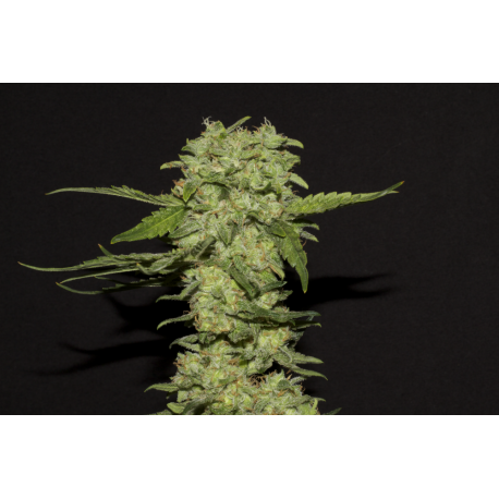 Portela | Feminised, Indoor & Outdoor