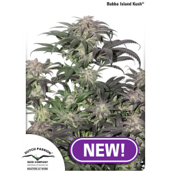 Bubba Island Kush | Feminised, Indoor & Outdoor