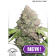 CBD Charlotte's Angel | Feminised, Indoor & Outdoor