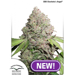 CBD Charlotte's Angel | Feminised, Indoor & Outdoor