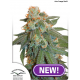 Auto Orange Bud | Feminised, Auto, Indoor & Outdoor