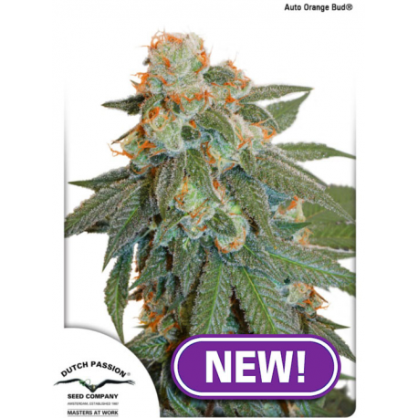Auto Orange Bud | Feminised, Auto, Indoor & Outdoor