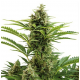 Vesta Auto | Feminised, Auto, Indoor & Outdoor