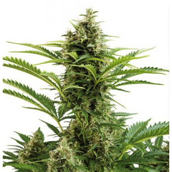 Vesta Auto | Feminised, Auto, Indoor & Outdoor