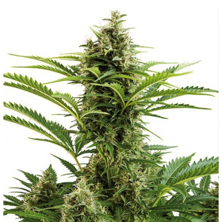 Vesta Auto | Feminised, Auto, Indoor & Outdoor