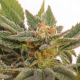 Kritic Auto | Feminised, Auto, Indoor & Outdoor