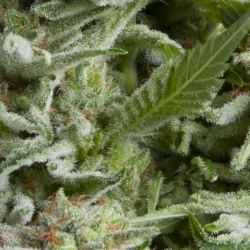 Auto Alpujarreña | Feminised, Auto, Indoor & Outdoor