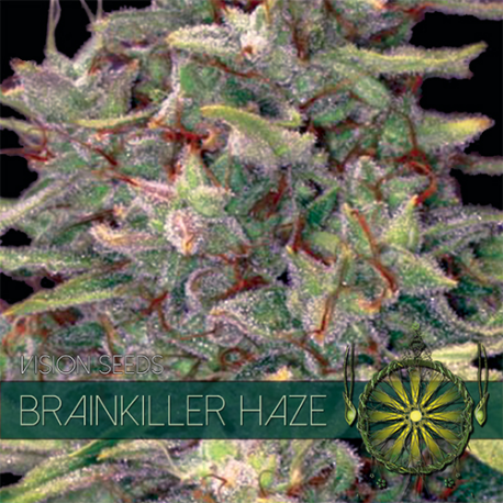 Brainkiller Haze | Feminised, Indoor & Outdoor
