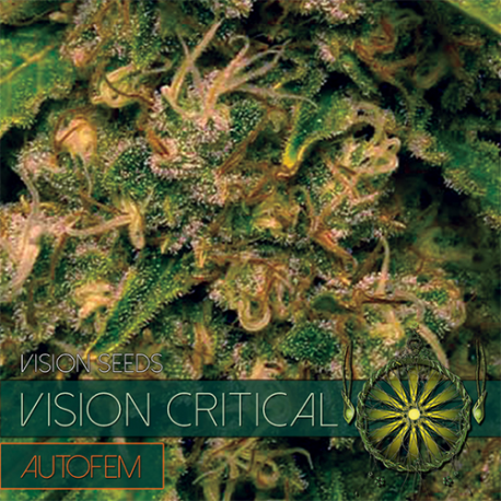 Vision Critical | Feminised, Auto, Indoor & Outdoor