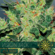 Vision Jack | Feminised, Auto, Indoor & Outdoor