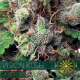 Vision Kush | Feminised, Auto, Indoor & Outdoor