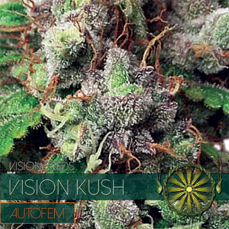 Vision Kush | Feminised, Auto, Indoor & Outdoor