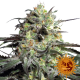 Peyote Cookies Limited Edition | Feminised, Indoor & Outdoor