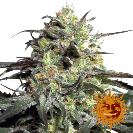 Peyote Cookies Limited Edition | Feminised, Indoor & Outdoor