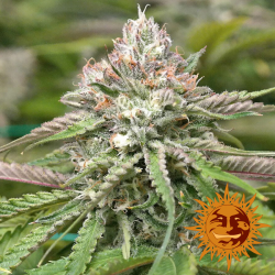 Peyote Critical Limited Edition | Feminised, Indoor & Outdoor