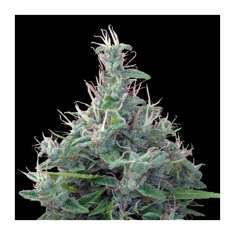 Lebanese | Indoor & Outdoor