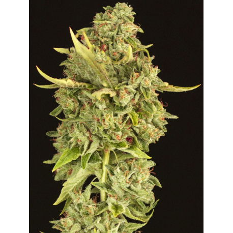 Hell's Bells | Feminised, Indoor & Outdoor