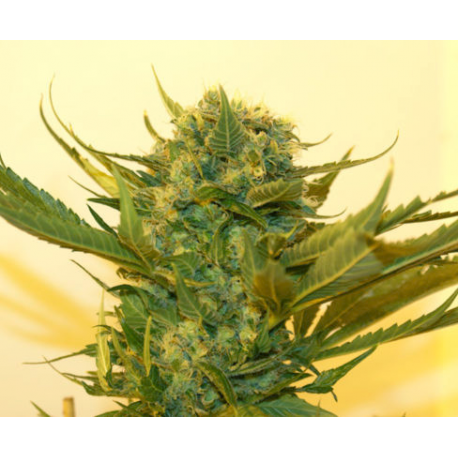 Sour P | Feminised, Indoor & Outdoor