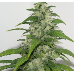 Yummy | Feminised, Indoor & Outdoor