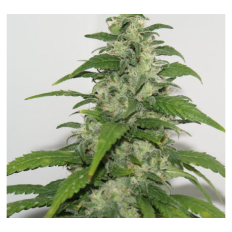 Yummy | Feminised, Indoor & Outdoor