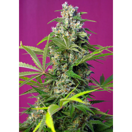 Gorilla Girl | Feminised, Indoor & Outdoor