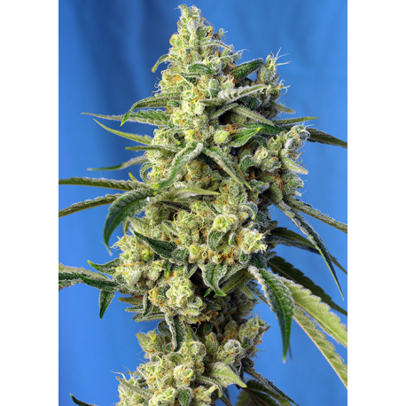 Sweet Amnesia Haze | Feminised, Indoor & Outdoor