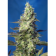Green Poison XL Auto | Feminised, Auto, Indoor & Outdoor