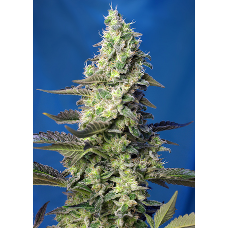 Green Poison XL Auto | Feminised, Auto, Indoor & Outdoor