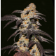 French Cookies | Feminised, Indoor & Outdoor