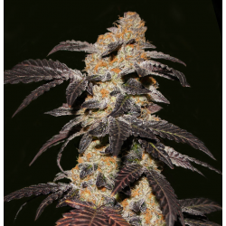 French Cookies | Feminised, Indoor & Outdoor