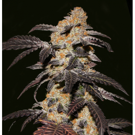 French Cookies | Feminised, Indoor & Outdoor