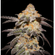 French Cookies | Feminised, Indoor & Outdoor
