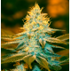 Strawberry Glue | Feminised, Indoor & Outdoor