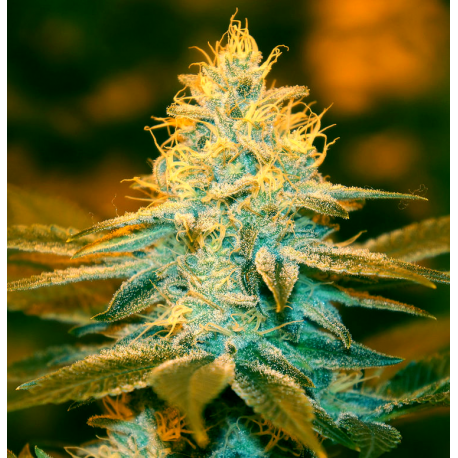 Strawberry Glue | Feminised, Indoor & Outdoor