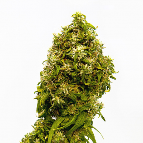 Swiss Dream CBD | Feminised, Indoor & Outdoor