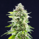 Cookies Haze | Feminised, Indoor & Outdoor
