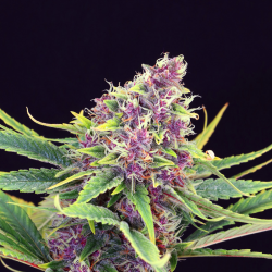 Purple Kush | Feminised, Indoor & Outdoor