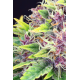 Purple Kush | Feminised, Indoor & Outdoor
