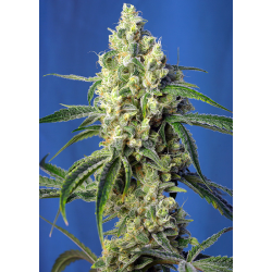 Green Poison CBD | Feminised, Indoor & Outdoor