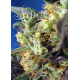 Ice Cool CBD | Feminised, Indoor & Outdooor