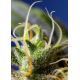 Ice Cool CBD | Feminised, Indoor & Outdooor