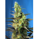 Ice Cool CBD | Feminised, Indoor & Outdooor
