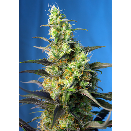Ice Cool CBD | Feminised, Indoor & Outdooor