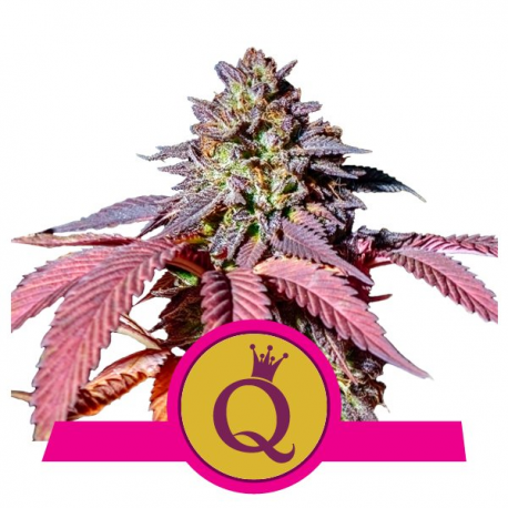 Purple Queen | Feminised, Indoor & Outdoor