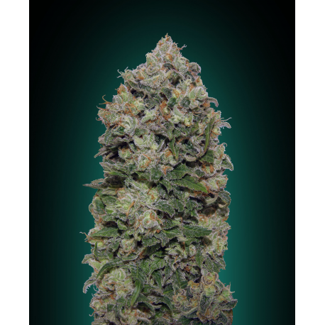 Northern Lights | Feminised, Indoor & Outdoor