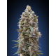 00 Kush | Feminised, Indoor & Outdoor