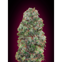 Bubble Gum | Feminised, Indoor & Outdoor