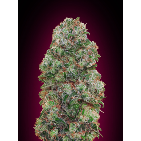 Bubble Gum | Feminised, Indoor & Outdoor